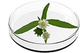 Estratto di Eclipta Prostrata