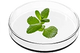 Olio di Menta Piperita